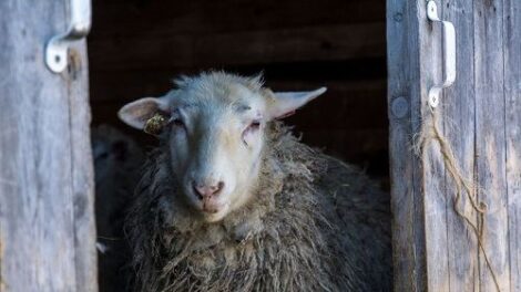 An End to Mud Season Image